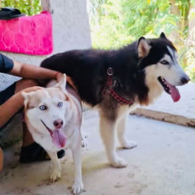 Hermosos cachorros Husky Siberianos - 4/4