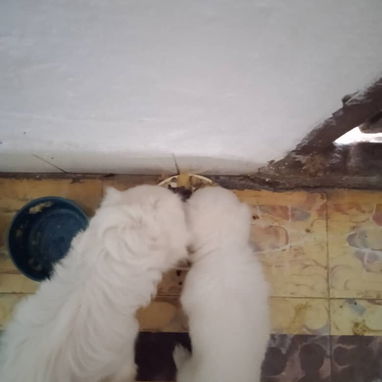 PEKINES OJOS AZULES ALBINA BLANCA EN PERFECTO ESTADO DE SALUD .GARANTIA DE LEGITIMIDAD Y SALUD - 4/4