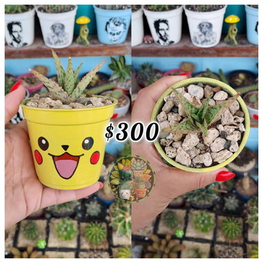Cactus y suculentas en macetas decoradas a mano - 10/10