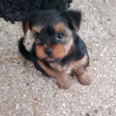 YORKY,macho,en 250 USD o equivalente en moneda nacional,TENGO MENSAJERÍA,tiene 53 días y está desparacitado - 2/6