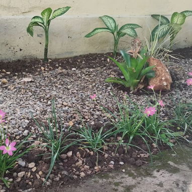 SERVICIOS DE JARDINERÍA PARA CONSULADO EMBAJADAS PARTICULARES MIPIME 52892459 - 2/4