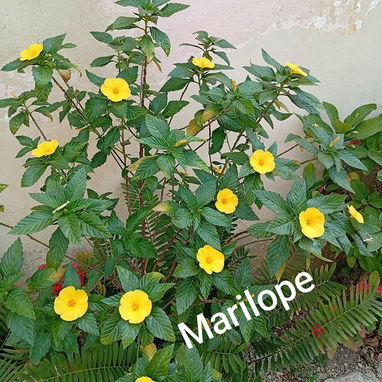 Plantas medicinales y posturas - Img 100428212