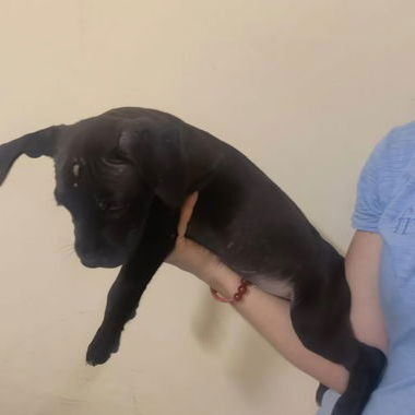 Cachorros de pitbull - Img 120055063