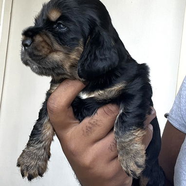 💙 PRÓXIMAMENTE … HERMOSOS CACHORROS COCKER SPANIELS INGLÉS 💙 - 3/3
