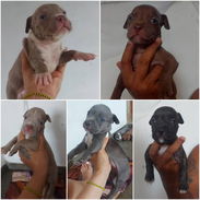 ((( PITBULL AMBOS SEXOS EXCELENTES PADRES WHATSAPP 58746643 ))) - Img 57316381