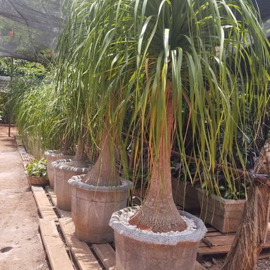 Servicios de jardinería y venta de plantas ornamentales y frutales - Img 127606161