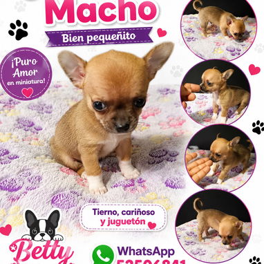 (((( RAZAS CANINAS PARA ELEGIR BETTY MASCOTAS WHATSAPP 52506841 )))) - 10/10