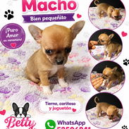 🐾 CHIHUAHUA –  MACHO  BETTY MASCOTAS WHATSAPP 52506841 🐾 - Img 57015974