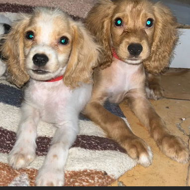 Venta de coker Spaniel contactar con 55000733 - 2/3