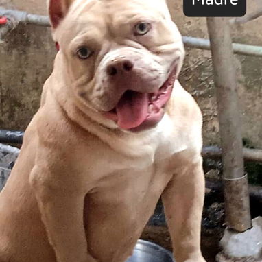 AMERICAN BULLY POCKET CON BUENA GENÉTICA - Img 122349480