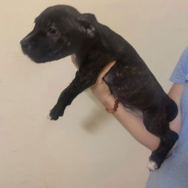 Cachorros de pitbull - Img 121591893