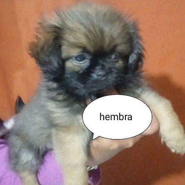 Chihuahuas .pequines.cocker.pitbull.pastores alemanes. Chow chow.ect todo tipo de perros pura razas - Img 114056503