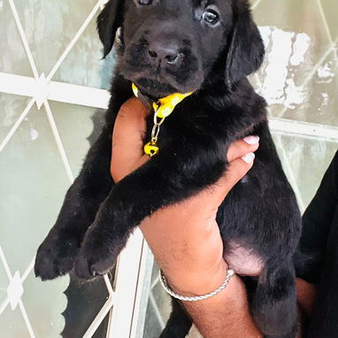 📌LABRADORES !!! - Img 123549524