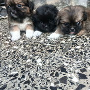 Lindos cachorros Pekines - Img 56142588