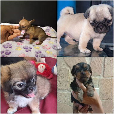 🐾 VARIEDAD DE RAZAS DISPONIBLES WHATSAPP 58746643 🐾 - 4/10