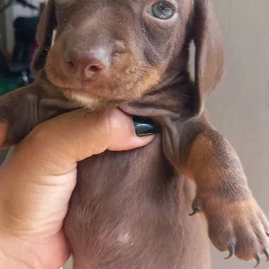 VARIEDAD DE PERROS PURA RAZAS CHIHUAHUAS SALCHICHAS SHITZHU ... - Img 118169489