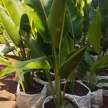 🌸 Siembra tu Pedacito 🌸   Naturaleza, color y armonía para tu hogar.  - 🌿 Venta de plantas ornamentales: frescas, sal - Img 121672478