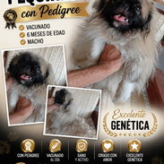 💜((( PEQUINÉS CON PEDIGREE MACHO BETTY MASCOTAS WHATSAPP 52506841 )))💜 - Img 54821664