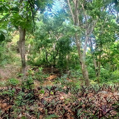 Venta de finca en cojimar 4800 m² - 6/10