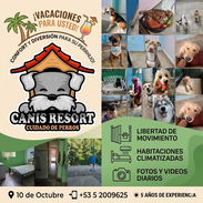 🐾 Hospedaje Seguro y Cariñoso para Perrhijos – Canis Resort (Kinetica) - Img 55760176