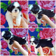 🐾 ¡HERMOSOS SHIH TZU BUSCANDO UN HOGAR LLENO DE AMOR BETTY MASCOTAS WHAT'SAPP 52506841! 🐾 - Img 55951786