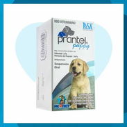 Prantel Puppy - Img 58239256