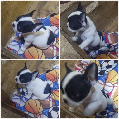 🐾❤️🐶 ¡BULLDOG FRANCÉS, CHATICOS ENCANTADORES! 🐶❤️🐾 WHAT'SAPP 52506841  🐾 - 6/8