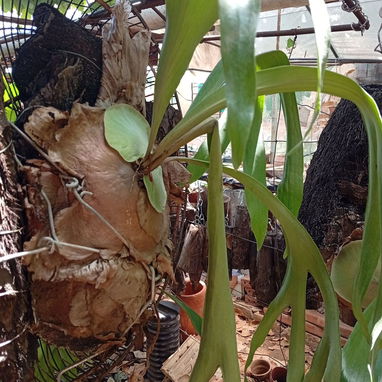 Platycerium y variadas plantas ornamentales - Img 99194723