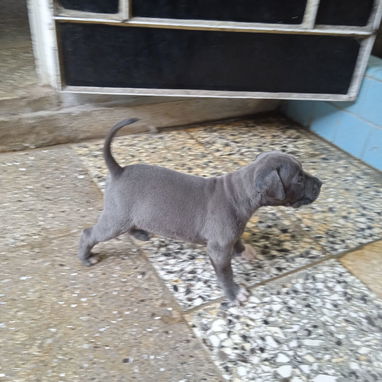 Cachorros pitbull XL azules đŸ’™ 45 - Img 125682257