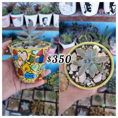 Cactus y suculentas en macetas decoradas a mano - 6/10