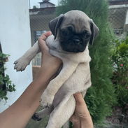 Cachorros Pugs - Img 56275641