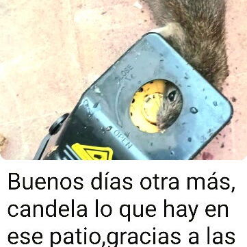 EFICIENTE Y SENSIBLE TRAMPA RATONERA DE 2 TANAÑOS VEA LAS FOTOS - Img 100293602