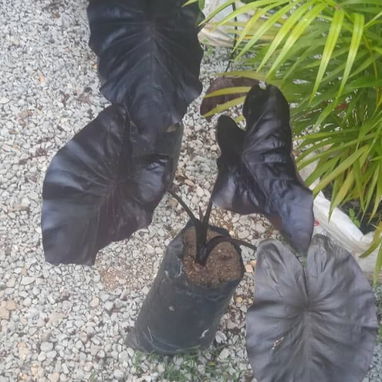 Servicio de jardinería 👩🏼‍🌾 - Img 125531578