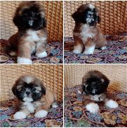 <<< Shih Tzu, cachorras hembras con pedigrí en venta. 52506841 76930613 BETTY MASCOTAS >>> - Img 44960960