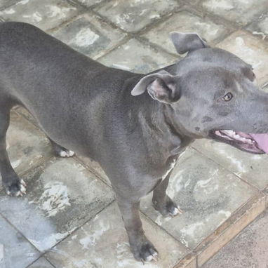 PITBULL AZUL,ambos sexos,en 200 USD o equivalente,TENGO MENSAJERÍA,tienen 65 días y están desparacitados - Img 125309083