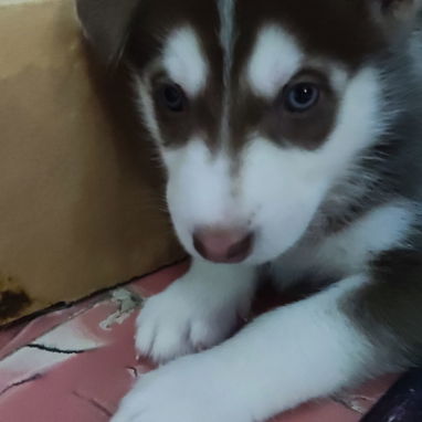 Husky Siberianos - Img 125633352
