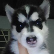 Cachorro de husky siberiano hembra, manto gris. - Img 45820979