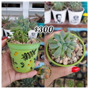 Cactus y suculentas en macetas decoradas a mano - Img 57813435
