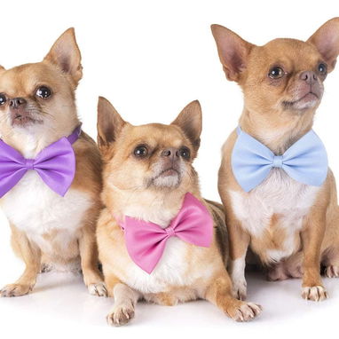 Pajarita Ajustable para Mascotas / Diversos Colores - 2/4