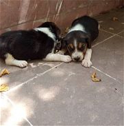 Cachorros beagles - Img 45743022