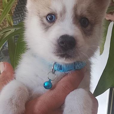 Vendo huskys siberianos 100 usd - 3/8