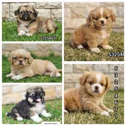 Spaniel Tibetanos ( PEKINES )💘💘💘💘💘💘💘💘💘💘💘💘💘💘💘💘💘💘💘💘💘💘💘💘💘💘💘💘💘💘 - Img 56437545