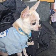 Chihuahua mini macho pesa 1,2 kg - Img 45358021