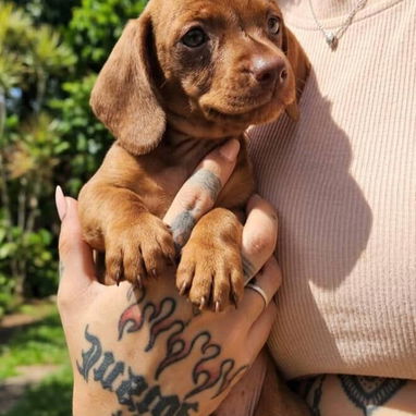 Cachorros Salchichas - 2/3