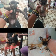 Chihuahuas hembras $150usd - Img 56008740