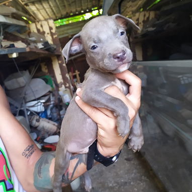 Hermosos perros pitbull ambos sexos... - 6/8