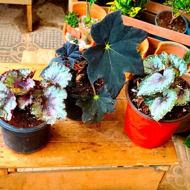 El Jardín de Venus - Img 122820866