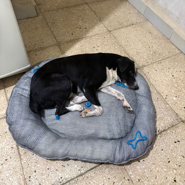 Mascota - 9/10