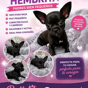 ((( CHIHUAHUA HEMBRA PADRES BIEN PEQUEÑOS BETTY MASCOTAS WHATSAPP 52506841 ))) - Img 54922622
