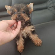 ((( YORKSHIRE TERRIER HEMBRA CON PEDIGREE ORIGEN GARANTIZADO ))) - Img 55243260